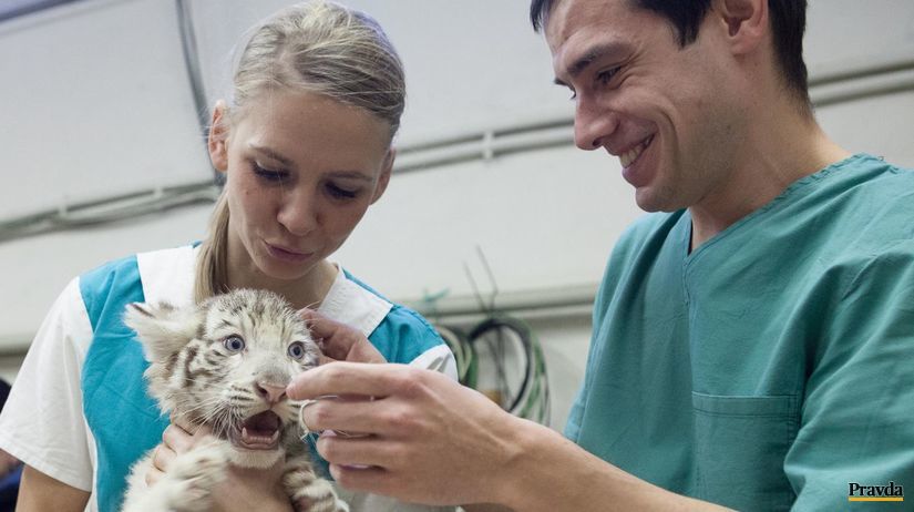 Vo februári bratislavská zoo prvýkrát...