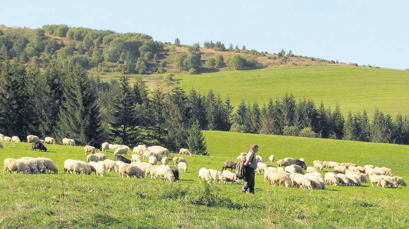 ovce, salaš, bača, vidiek, dedina, región, lúka