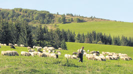 Práca by mala zavítať aj do hladových dolín