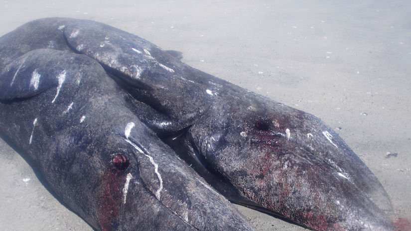 vráskavec sivý, veľryba, siamské dvojčatá