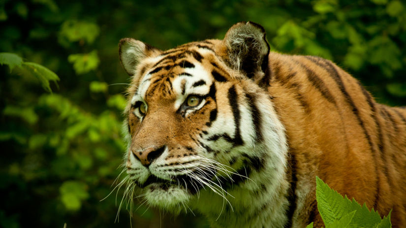 tiger indický