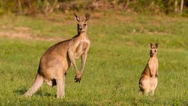 kengura, Austrália