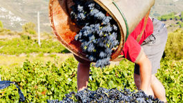 Slávne rakúske víno chcú premenovať. Má meno po nacistovi