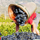 languedoc, vinič, vinohrad