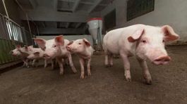 Čína klonuje zvieratá na priemyselnej úrovni