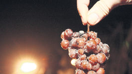 Mrazy zobrali vinárom takmer 15 miliónov eur