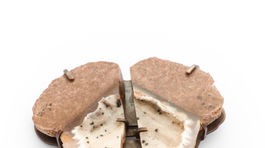 1-Brosna Cleoniceras- Bronz  Jantar  Amonit  Achat