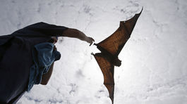 O bosorke, ktorá nikdy neexistovala: Upálili ju a potom postavili pomník