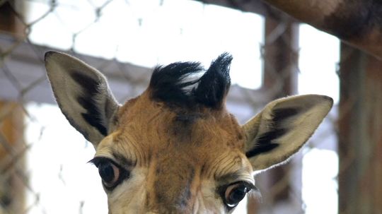 V bratislavskej zoo sa 18. januára 2014 narodil...