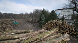 V bratislavskom  Novom Meste nelegálne vyrúbali asi sto stromov