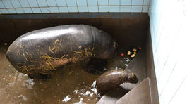 ZOO, Bratislava, hroch