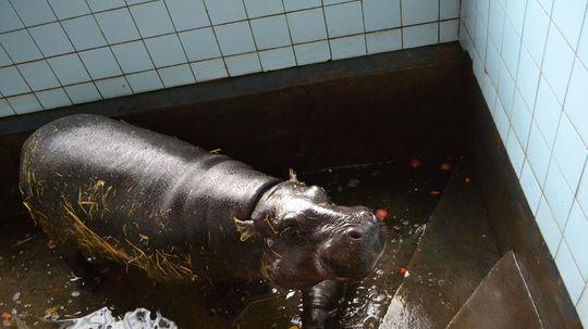 Samička hrošíka libérijského sa narodila v...