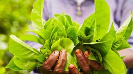 Reportáž: Za hrsť čaju zo Srí Lanky