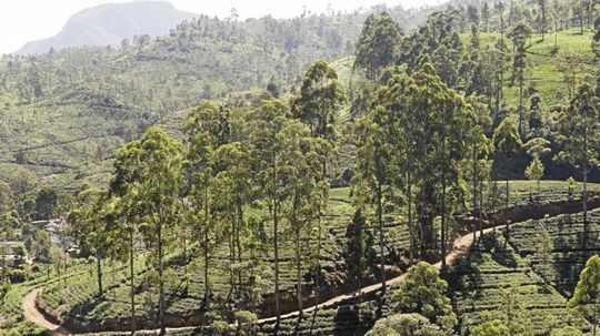 Srílanská čajová plantáž.