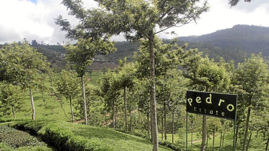 Najstaršia čajová plantáž na Srí Lanke.