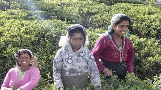 Skúsená zberačka denne nazbiera aj 20-30 kg...