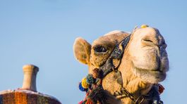 Katar – krajina, kde pretekárske ťavy majú vlastný bazén aj oplodňovacie stredisko