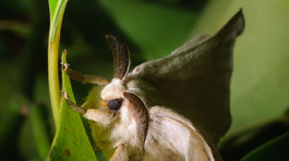 Chirurgické implantáty z hodvábu môžu nahradiť kov