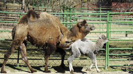 Stádo druhu ťava dvojhrbá (lat. Camelus...