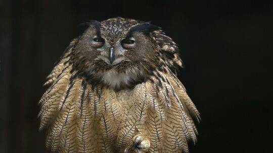 Opitý vodič pri Medzilaborciach zrazil sovu