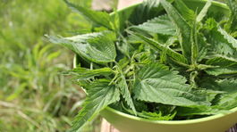 Tajomná žihľava. Vyskúšajte jej zázračný vplyv na zdravie aj krásu