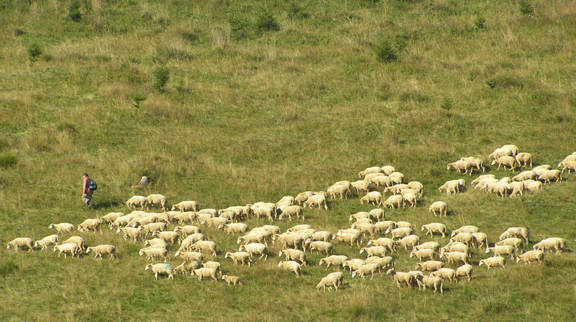 ovce, pastier, biopotraviny
