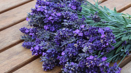 Svadba v lete? Chce to romantickú kyticu zo sezónnych kvetov