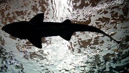 Žraloky láka teplá voda, ktorú vypúšťa elektráreň v pobrežnom meste Chadera