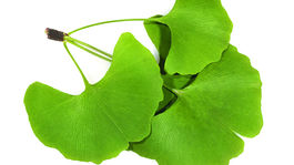 Vedci odhalili kľúč k dlhovekosti ginka