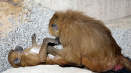 Srdce prasaťa už dva roky bije v paviánovi