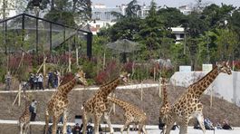 Paríž má pre turistov ďalšiu atrakciu: Po rokoch otvorili legendárnu ZOO
