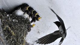 Pochúťka? Lastovičie hniezda z vtáčích slín putujú na luxusné čínske stoly