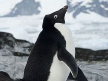 Pinguin
