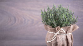 Strata čuchu mení chuť do jedla i života