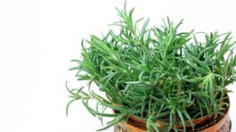 Bylinky ako pomocníci štíhlej línie - koriander a rozmarín