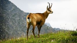 Kamzíkom v Tatrách sa darí, konštatujú ochranári. Na oboch stranách ich je 1 042