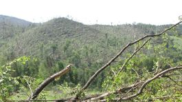 Ochrana pralesov v závoze