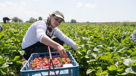 Čarovný kôš Jakuba Ovocinára 