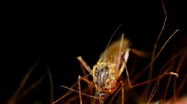 Malária: Najväčšieho zabijaka šíria komáre