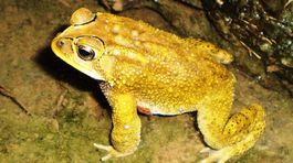 Prímorské letovisko ohrozuje záplava jedovatých ropúch