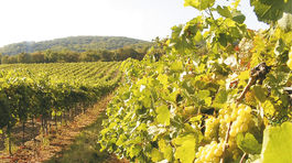 Obdivujte vinohrady po novej cyklotrase Bratislava – Svätý Jur