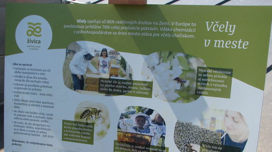 Projekt Včely v meste