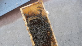 Včely, úle, Bratislava, stará tržnica, Živica,
