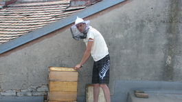 Včely, úle, Bratislava, stará tržnica, Živica,