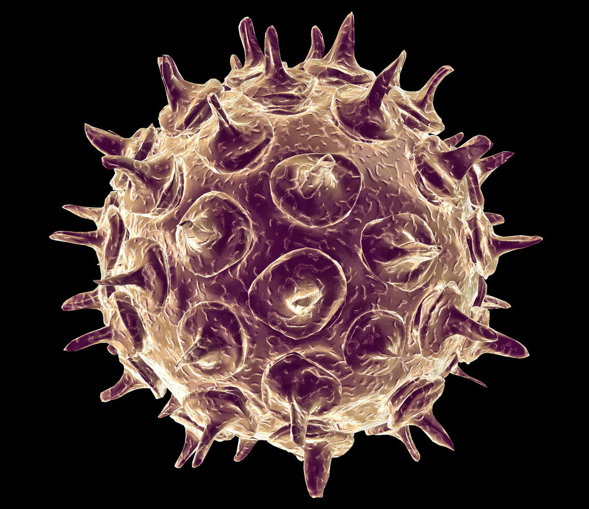 Vírus - ilustračné foto.