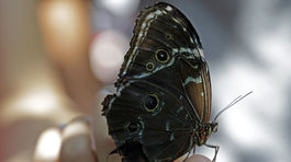 Otestujte sa: Ako (ne)poznáte zvieratá?