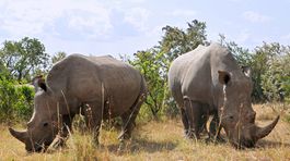 Vedci vytvorili falošné nosorožie rohy z konského vlásia, majú oslabiť nelegálny trh