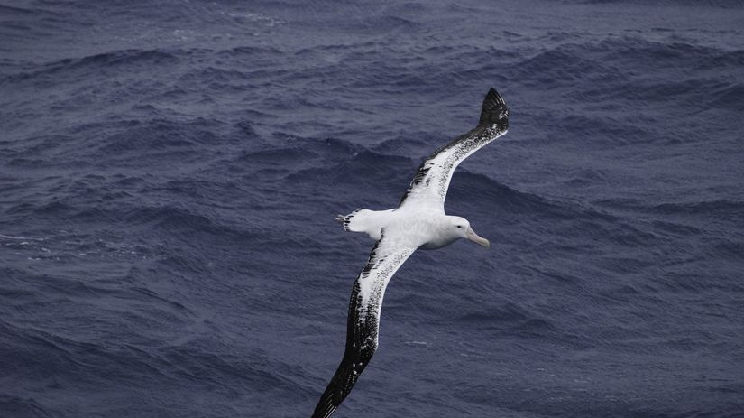 albatros sťahovavý