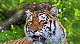 Autentický záber: v Žiline tiger uhryzol ženu