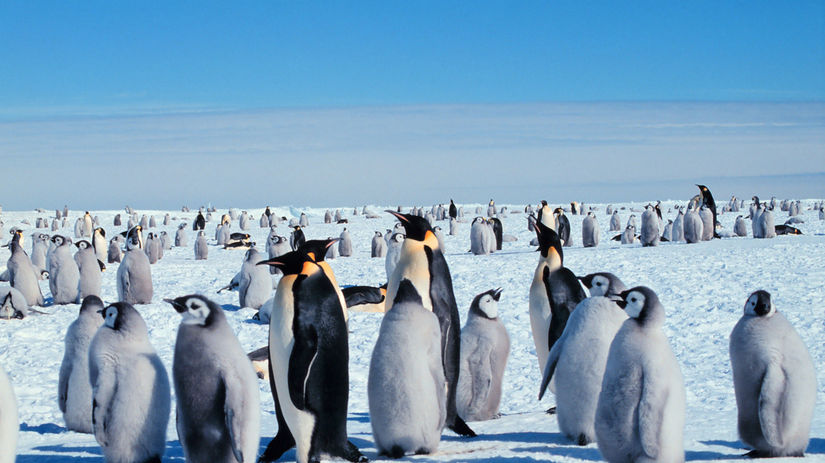 tučniaci, tučniak, severný pól, antarktída,